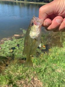 Largemouth Bass