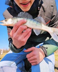 Zander