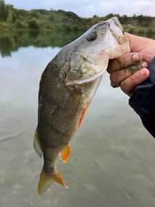European Perch