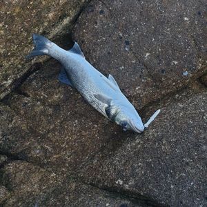 European Bass (Seabass)