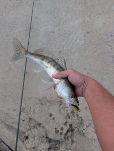 Zander