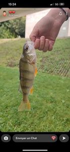 European Perch
