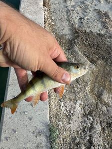 European Perch