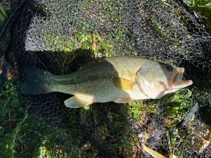 Largemouth Bass