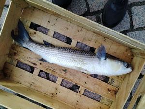 Thicklip Grey Mullet