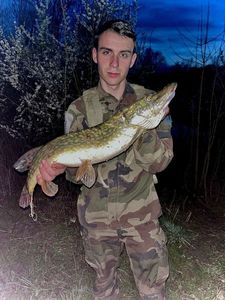 Northern Pike