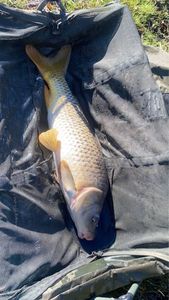 Common Carp