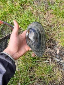 Blue Mussel