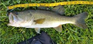 Largemouth Bass