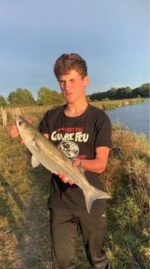 Thicklip Grey Mullet