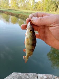 European Perch
