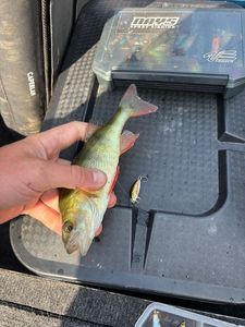 European Perch