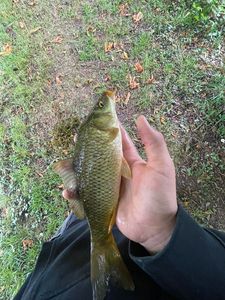 Common Carp