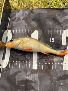 European Perch
