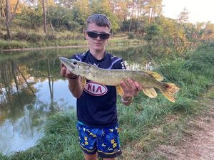 Northern Pike
