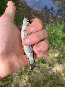 Chub