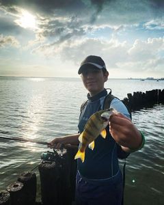 European Perch