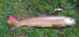 Brown Trout