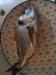Gilthead Seabream