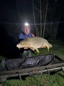 Common Carp