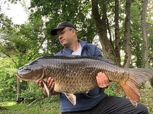 Common Carp