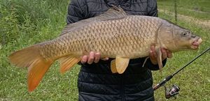 Common Carp