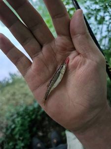 Common Minnow