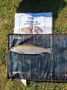 Rainbow Trout