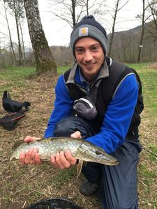 Northern Pike