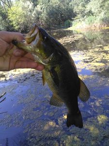 Largemouth Bass