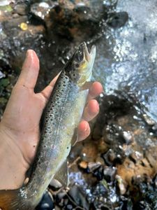Brown Trout