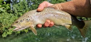 Brown Trout