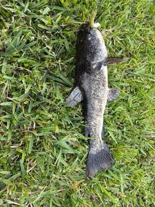 Brown Bullhead