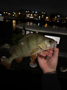 European Perch