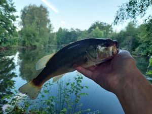 Largemouth Bass