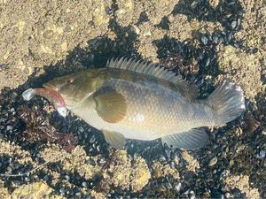 Ballan Wrasse