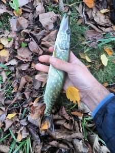 Northern Pike