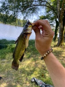 Black Bullhead