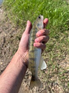 Zander