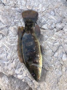 Ballan Wrasse