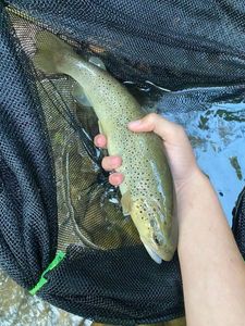Brown Trout