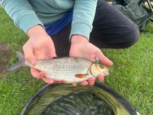 Common Bream