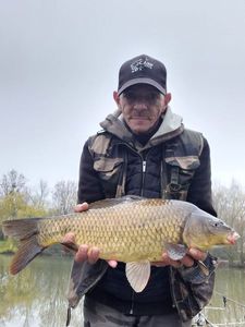 Common Carp