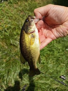 Largemouth Bass