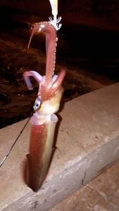 European Squid