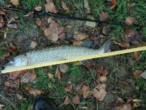 Northern Pike