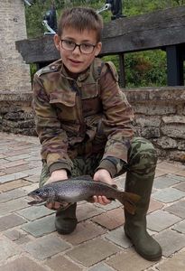 Brown Trout