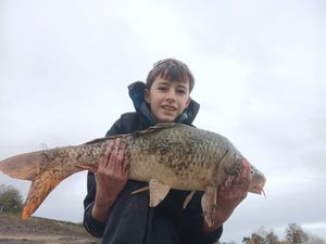 Common Carp