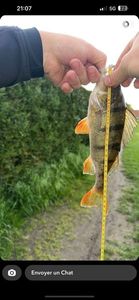 European Perch