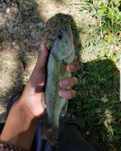 Largemouth Bass